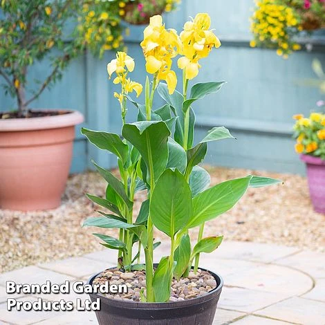 Canna X Generalis 'Cannova Collection' 4 Canna X Generalis 'Cannova Collection' - Image 4