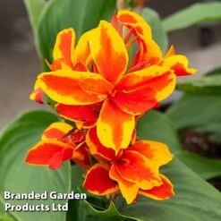 Canna X Generalis 'Cannova Collection' 10 Canna X Generalis 'Cannova Collection' -Garden Supplies Sale CANN REDGOLDFL T407131