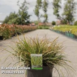 Carex Morrowii 'Everglow' (Evercolour Series) -Garden Supplies Sale CARE EVERGL10L S30711