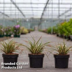 Carex Morrowii 'Everglow' (Evercolour Series) -Garden Supplies Sale CARE EVERGLO3L S30712