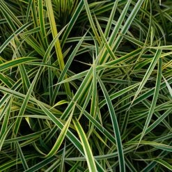 Carex Morrowii 'Everglow' (Evercolour Series) -Garden Supplies Sale CARE EVERGLOW W30348 NOW1
