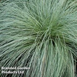 Colourful Ornamental Grass Collection -Garden Supplies Sale CARE FROSTCURL W48104