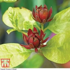 Carolina Allspice -Garden Supplies Sale CARO T45385 C
