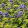 Caryopteris X Clandonensis 'Hint Of Gold'