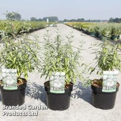 Caryopteris Clandonensis 'Pink Perfection'