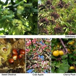 Edible Hedging Collection