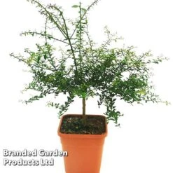 Lime 'Caviar Lime' 8 Lime 'Caviar Lime' -Garden Supplies Sale CAVIARLIME KC5364 A1