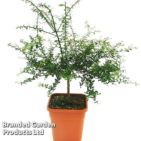 Lime 'Caviar Lime' 3 Lime 'Caviar Lime' - Image 3