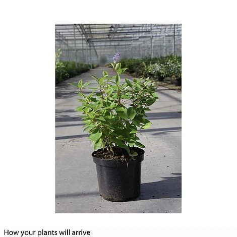 Ceanothus 'Marie Bleu' 2 Ceanothus 'Marie Bleu' - Image 2