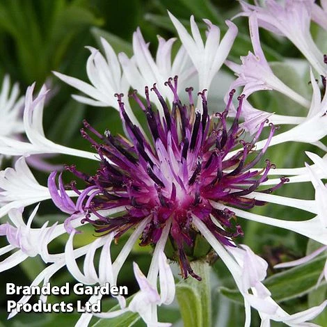 Centaurea Montana Amethyst In Snow 1 Centaurea Montana Amethyst In Snow
