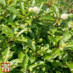 Cephalanthus 'Magical Moonlight' -Garden Supplies Sale CEPH T62548 C