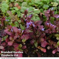 Ceratostigma Plumbaginoides -Garden Supplies Sale CERA PLUMBAGIN T28591