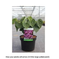 Cercis Chinensis 'Avondale' -Garden Supplies Sale CERC T67896 B h