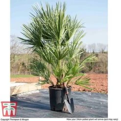 Chamaerops Humilis -Garden Supplies Sale CHAM T47761 L