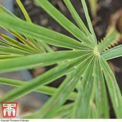 Chamaerops Humilis -Garden Supplies Sale CHAM T47762 D1