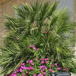 Chamaerops Humilis -Garden Supplies Sale CHAM T47762 NOW1