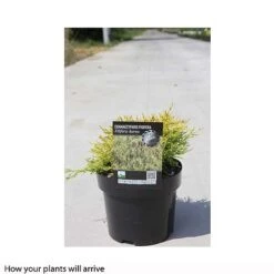 Chamaecyparis Pisifera 'Filifera Aurea' -Garden Supplies Sale CHAM T66138 B h