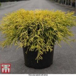 Chamaecyparis Pisifera 'Filifera Aurea' -Garden Supplies Sale CHAM T66138 E
