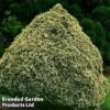 Chamaecyparis Lawsoniana 'Pygmaea Argentea'