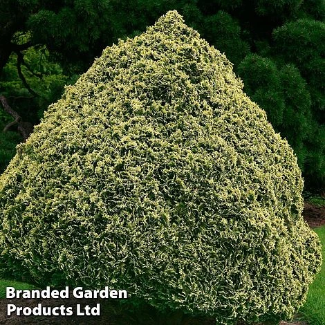 Chamaecyparis Lawsoniana 'Pygmaea Argentea' 1 Chamaecyparis Lawsoniana 'Pygmaea Argentea'
