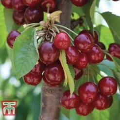 Cherry 'Stella' -Garden Supplies Sale CHER CWW3244 A1