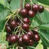 Cherry 'Sunburst'