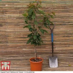 Cherry 'Sunburst' -Garden Supplies Sale CHER CWW3402 C