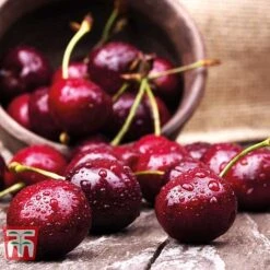 Cherry 'Sunburst' -Garden Supplies Sale CHER CWW3402 D