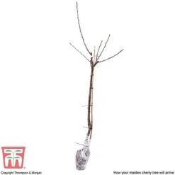 Cherry 'Sunburst' -Garden Supplies Sale CHER CWW3402 E