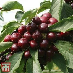 Cherry 'Kordia' -Garden Supplies Sale CHER TKA1763 BB