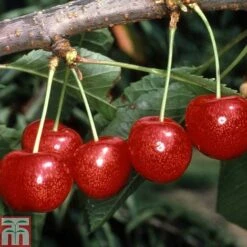 Cherry 'Morello' -Garden Supplies Sale CHER TKA1769 A