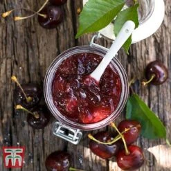 Cherry 'Morello' -Garden Supplies Sale CHER TKA1769 DD