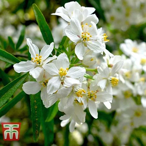 Choisya X Dewitteana 'Aztec Pearl' 1 Choisya X Dewitteana 'Aztec Pearl'