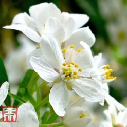 Choisya X Dewitteana 'Aztec Pearl' 8 Choisya X Dewitteana 'Aztec Pearl' -Garden Supplies Sale CHOI T66143 C