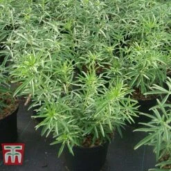 Choisya X Dewitteana 'Aztec Pearl' 10 Choisya X Dewitteana 'Aztec Pearl' -Garden Supplies Sale CHOI T66143 F