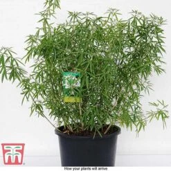 Choisya X Dewitteana 'Aztec Pearl' 11 Choisya X Dewitteana 'Aztec Pearl' -Garden Supplies Sale CHOI T66143 G