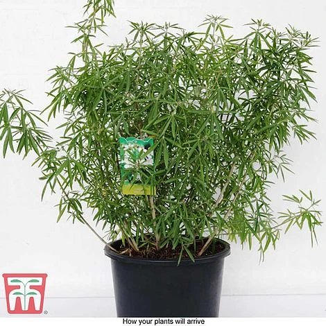 Choisya X Dewitteana 'Aztec Pearl' 6 Choisya X Dewitteana 'Aztec Pearl' - Image 6