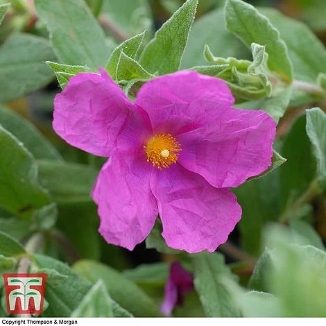 Cistus X Pulverulentus 'Sunset' 1 Cistus X Pulverulentus 'Sunset'