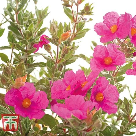Cistus X Pulverulentus 'Sunset' 3 Cistus X Pulverulentus 'Sunset' - Image 3