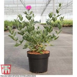 Cistus X Pulverulentus 'Sunset' 7 Cistus X Pulverulentus 'Sunset' -Garden Supplies Sale CIST T66145 D3