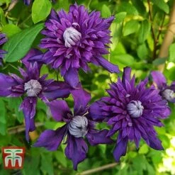 Clematis 'Kokonoe' -Garden Supplies Sale CLEM KA8209 A