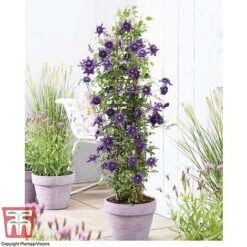 Clematis 'Kokonoe' -Garden Supplies Sale CLEM KA8209 C