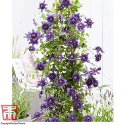 Clematis 'Kokonoe' -Garden Supplies Sale CLEM KA8209 D