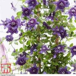 Clematis 'Kokonoe' -Garden Supplies Sale CLEM KA8209 E