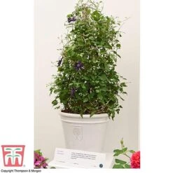 Clematis 'Kokonoe' -Garden Supplies Sale CLEM KA8209 RHS