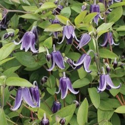 Clematis 'Fascination'