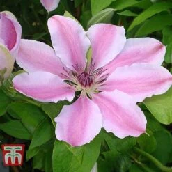 Clematis 'Nelly Moser' 10 Clematis 'Nelly Moser' -Garden Supplies Sale CLEM T58049 B
