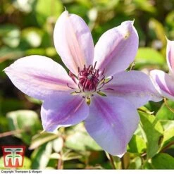 Clematis 'Nelly Moser' 11 Clematis 'Nelly Moser' -Garden Supplies Sale CLEM T58049 BB