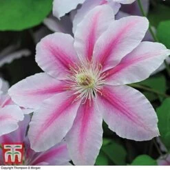 Clematis 'Nelly Moser' 15 Clematis 'Nelly Moser' -Garden Supplies Sale CLEM T58049 F