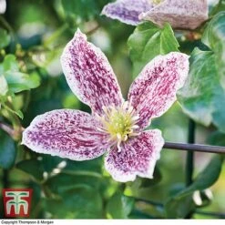 Clematis Cirrhosa Var. Purpurascens 'Freckles' -Garden Supplies Sale CLEM T59148 C1